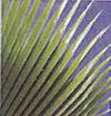 image-1020874-Palm-aab32.JPG